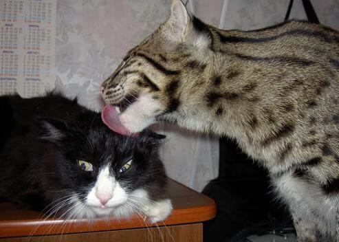 体育新闻中心建设体育播报虚拟主持人研发平台，体育播报类模拟主持